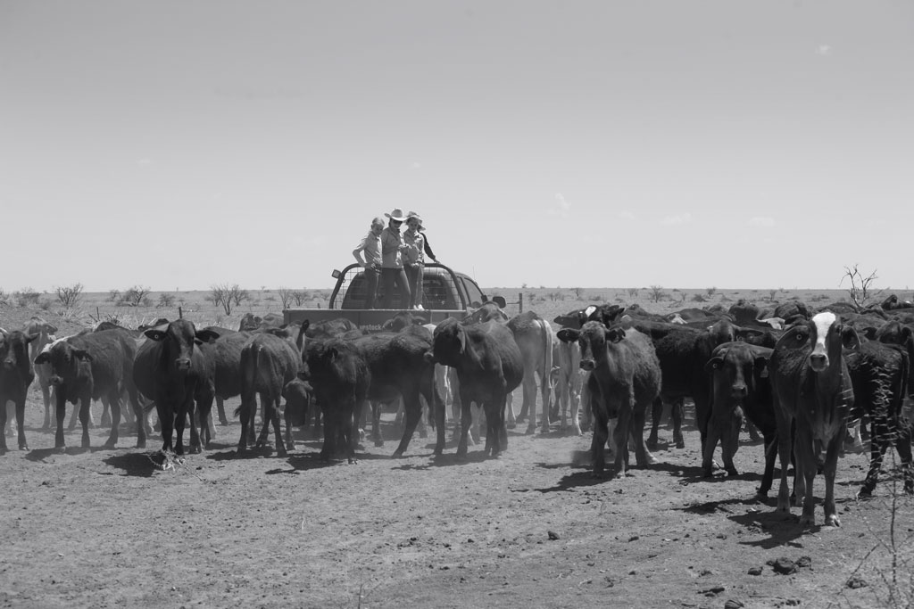 A family on the back of the ute feeding cattle - Small Talk Big Difference